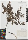 Foto von Salix myrsinifolia Salisb. x Salix phylicifolia L.